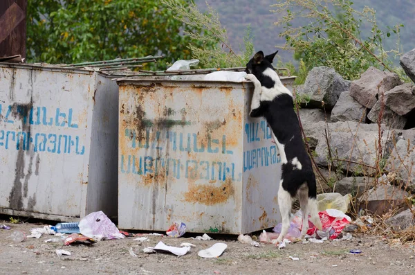 Um cão sem-teto cava em uma lata de lixo — Fotografia de Stock