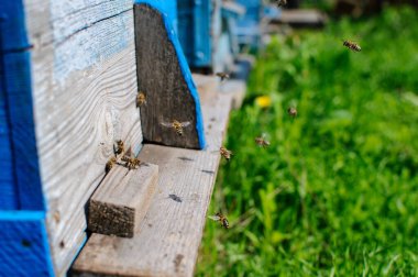 Kovandaki bal arıları. İşçi arılar gelir ve uçar, arıları koruyarak girişi ihlal edenlerden korur..