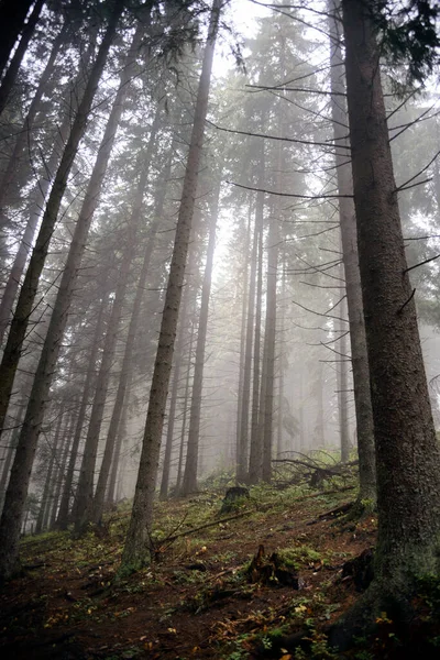 Nebbia Foresta Montagna — Foto Stock