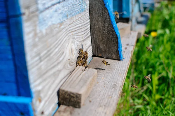 Honigbienen Schwärmen Bienenstock Arbeitsbienen Kommen Und Fliegen Weg Wachbienen Bewachen — Stockfoto