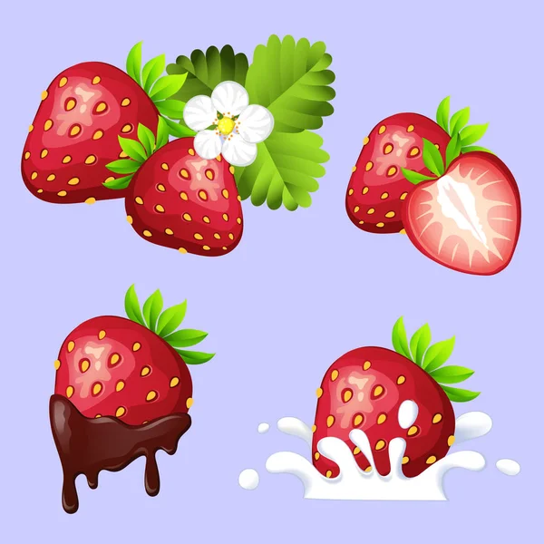Set reifer süßer Erdbeeren mit fließender Schokolade, einem Spritzer Sahne, Blättern und Blüten — Stockvektor