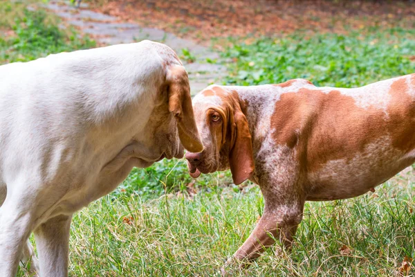 Birkaç Bracco Italiano oynuyor. İtalyan av köpekleri