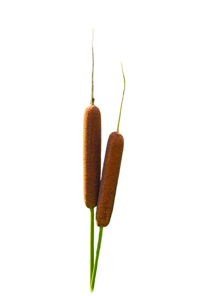 Beyaz arka plan üzerinde güzel typha