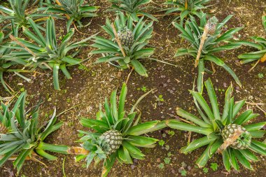 Ponta Delgada, Azores 'deki ananas çiftliği.