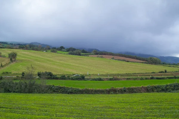 Única Plantación Europa Goreana Azores — Foto de Stock