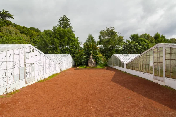 Plantaciones Piña Córdoba Azores — Foto de Stock