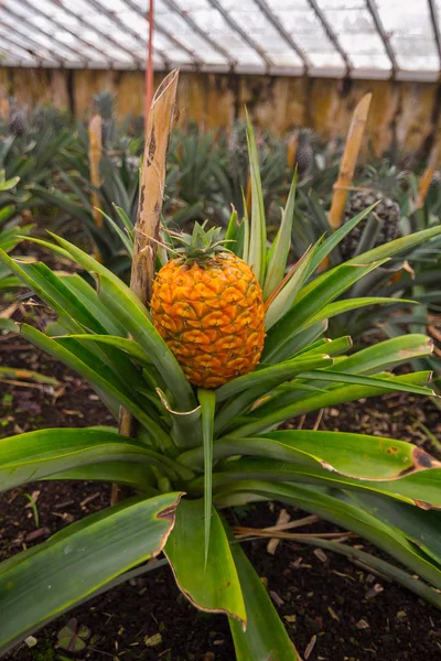 Ponta Delgada, Azores 'deki ananas çiftliği.