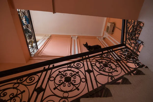 Gato Negro Las Escaleras — Foto de Stock