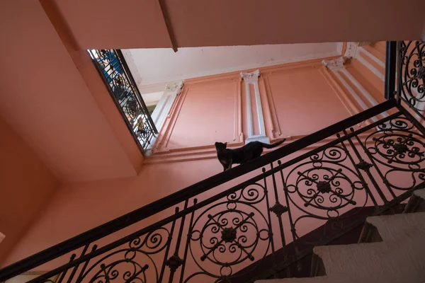 Gato Negro Las Escaleras — Foto de Stock