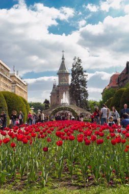Romanya 'nın Timisoara kenti Mayıs ayında