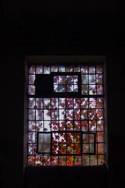 Окно Заброшенного Завода Осенью — стоковое фото