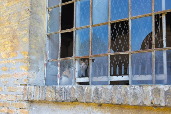 Gato Una Ventana Rota — Foto de Stock