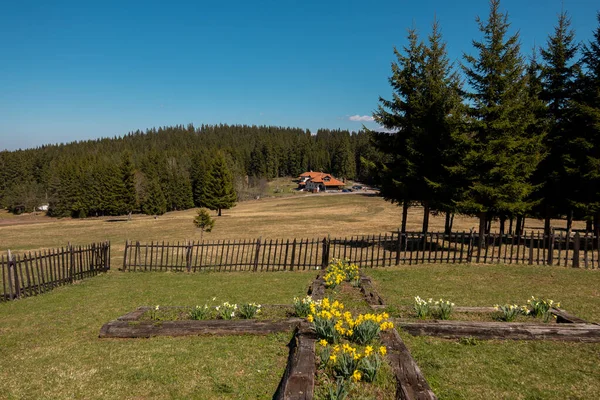 Lente Het Zlatar Gebergte Servië — Stockfoto