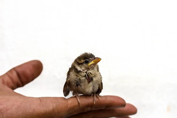 Bird House Sparrow Chick in  Hand Palm background