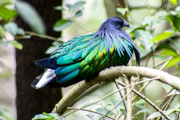 Colorful Nicobar Pigeon (Caloenas nicobarica) in the forest bacg