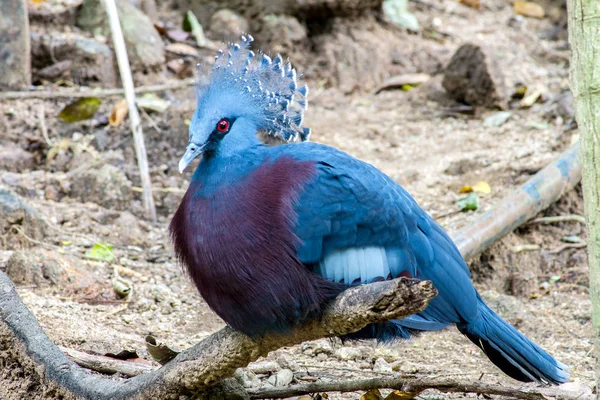 Blue Bird Exotic Bird Goura Victoria