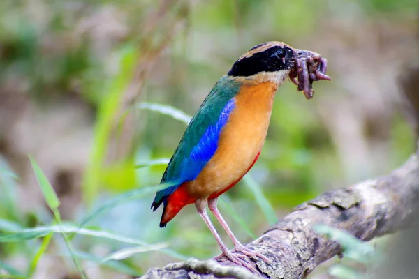 Bird colorful (Blue winged pitta) eating earthworms in forests