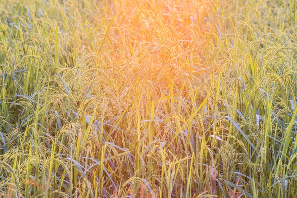 Paddy green and gold rice fields with morning soft sunrise in Th