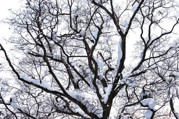 Winter snow forest landscape. Snow forest in winter scene. Winter snow forest pathway landscape