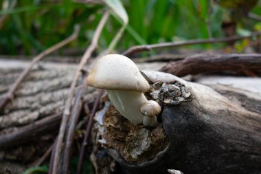 bir ormanda beyaz mantar