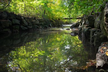 Yavaş küçük nehir yeşil bitkileri