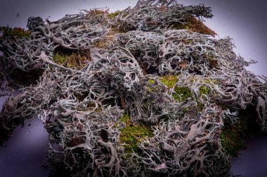 Beyaz arka planda yosun yeşili çalılar.