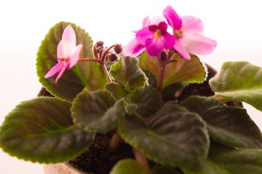 Kavanozda mor menekşe.