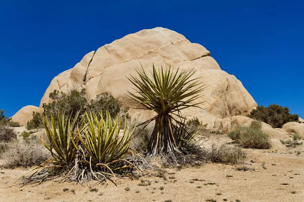 Yucca mit Felsformation und blauem Himmel im Hintergrund — Stockfoto