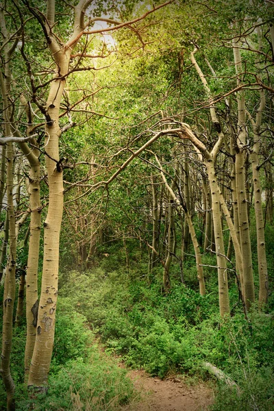 Inyo National Forest Park ormanda