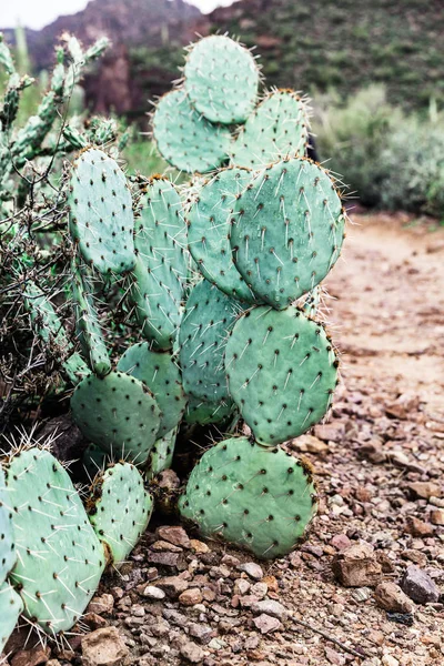 Cactus de pera espinosa en el desierto de Arizona, EE.UU. — Foto de Stock