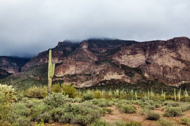 Çöl, Arizona, ABD, manzara