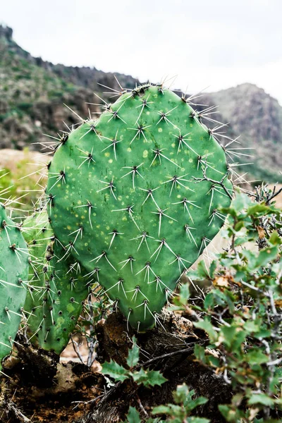Prickly pære kaktus i ørkenen i Arizona, USA - Stock-foto