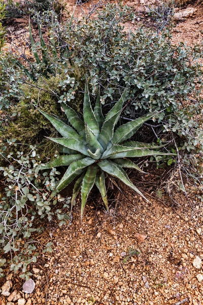 Planta de Aloe Vera capturada no Arizona, EUA — Fotografia de Stock