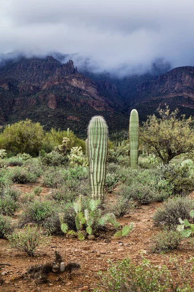 Paisaje en el desierto de Arizona, EE.UU. —  Fotos de Stock