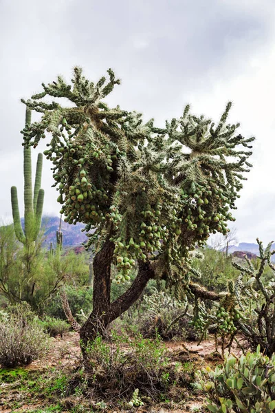 Wüstenbaum in Tonto National Forest, USA — Stockfoto