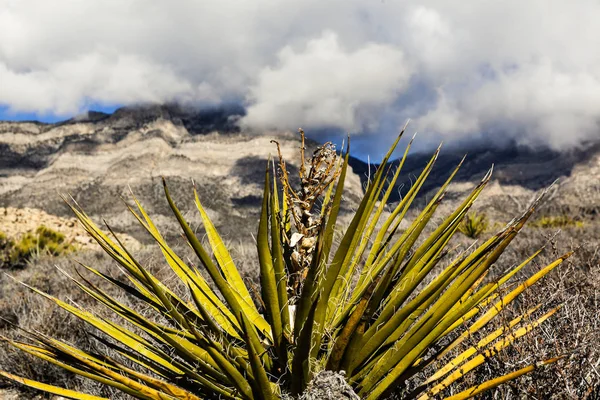 Primer plano de la planta de Yucca en el desierto, EE.UU. —  Fotos de Stock