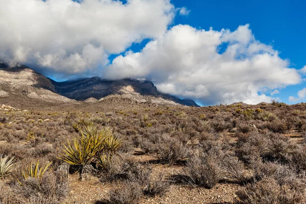 Pustynia krajobraz w southern Nevada, Stany Zjednoczone Ameryki — Zdjęcie stockowe