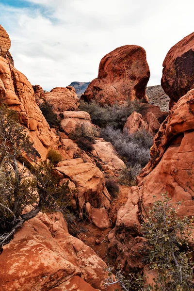 砂岩的岩石以灌木在红岩峡谷，美国 — 图库照片