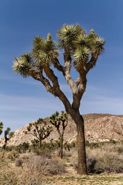 Landschap van de Mojave woestijn in Californië, Usa — Stockfoto