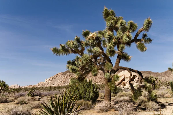 砂漠と米国カリフォルニアのジョシュア ツリーの風景 — ストック写真