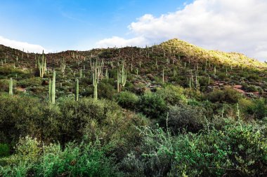 Dağ manzarası ile Saguaro kaktüsü Arizona, ABD