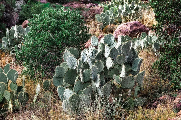 米国アリゾナ州の砂漠のサボテンの風景 — ストック写真