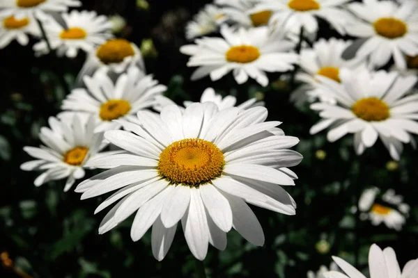 Landscape of white daisy flowers in summer time, California — Stock Photo, Image