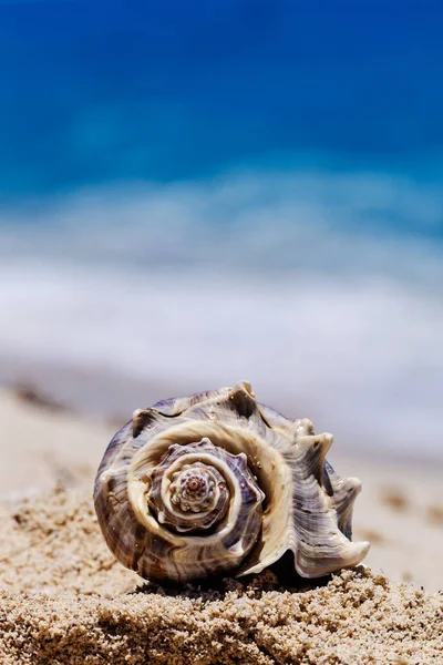 Sea shell with sea as background on the seashore of Cancun, Mexi — Stock Photo, Image