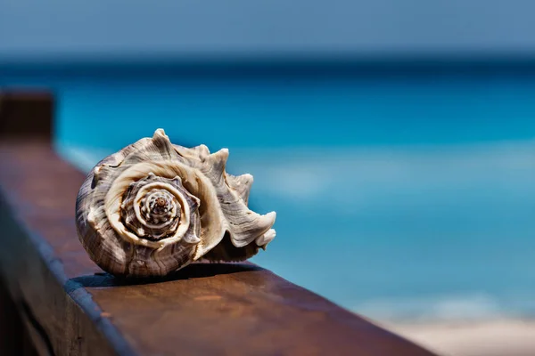 Deniz kabuğu deniz olarak arka planda Cancun, tatil kavramı ile