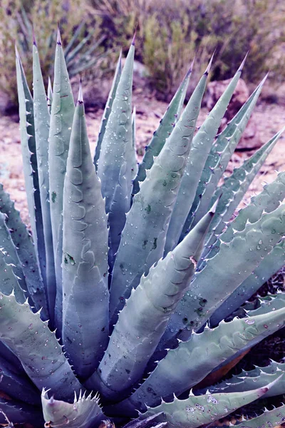 アリゾナ州のウルトラ バイオレットでアロエ植物のクローズ アップ — ストック写真