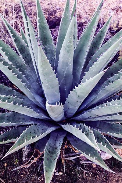 Fechar a planta de Aloe em Ultra Violeta no deserto, EUA — Fotografia de Stock