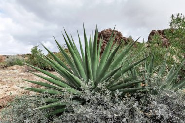 Büyük tropikal Aloe tesisi çölde