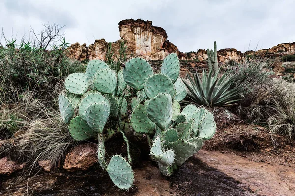 Cactus de pera espinosa en el desierto, paisaje en Arizona —  Fotos de Stock