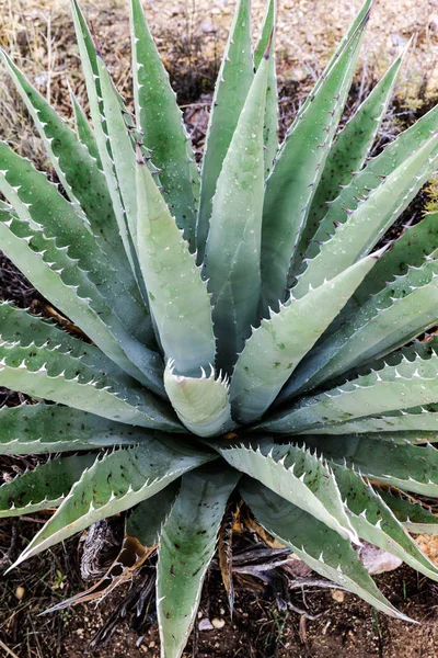 Planta de Aloe Tropical no Deserto do Arizona — Fotografia de Stock